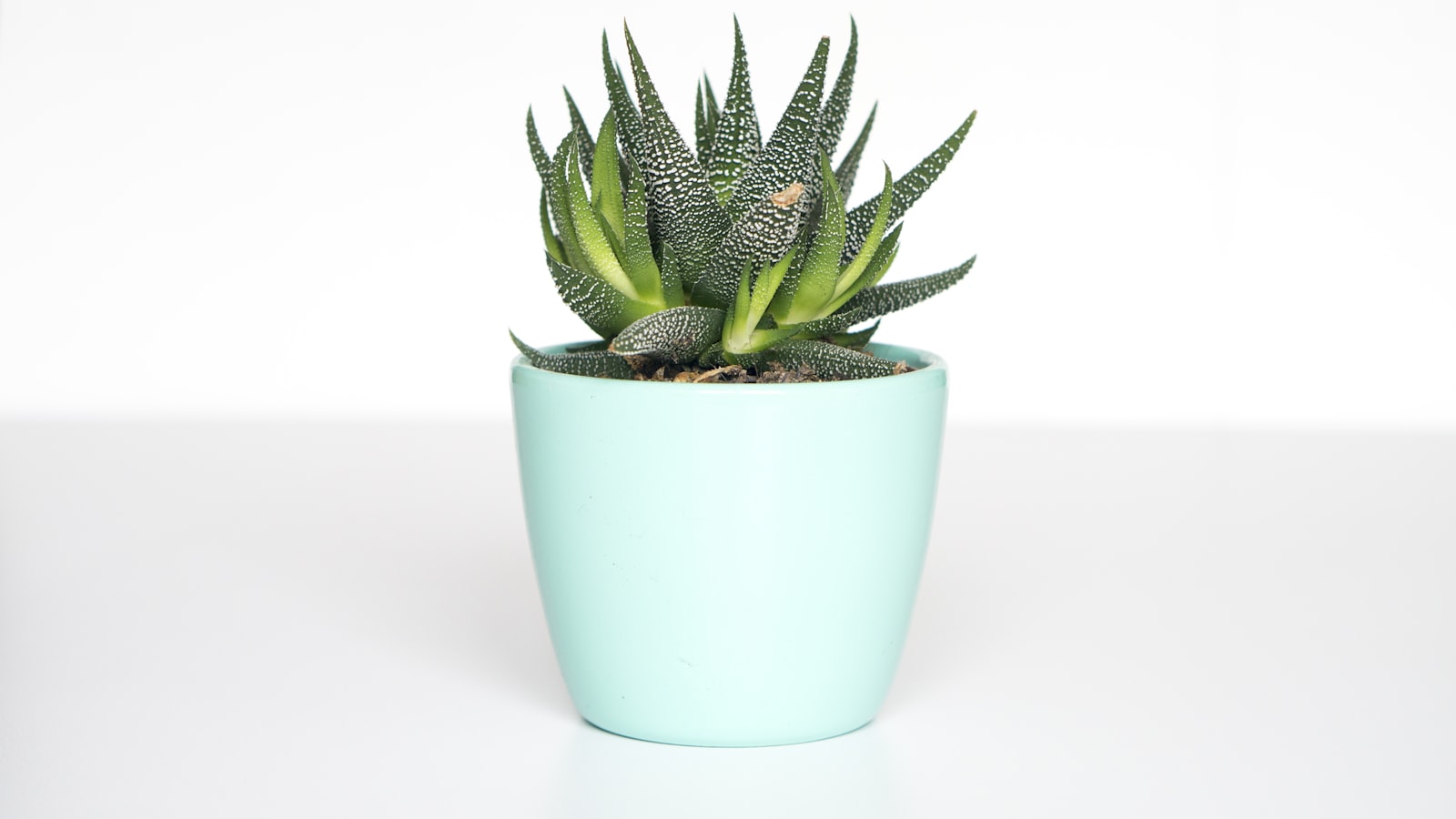 Best Pots for Indoor Plants: Beginner’s Guide (2026)