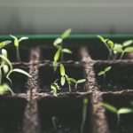 Indoor herb garden with basil, mint, and parsley on a sunlit kitchen windowsill