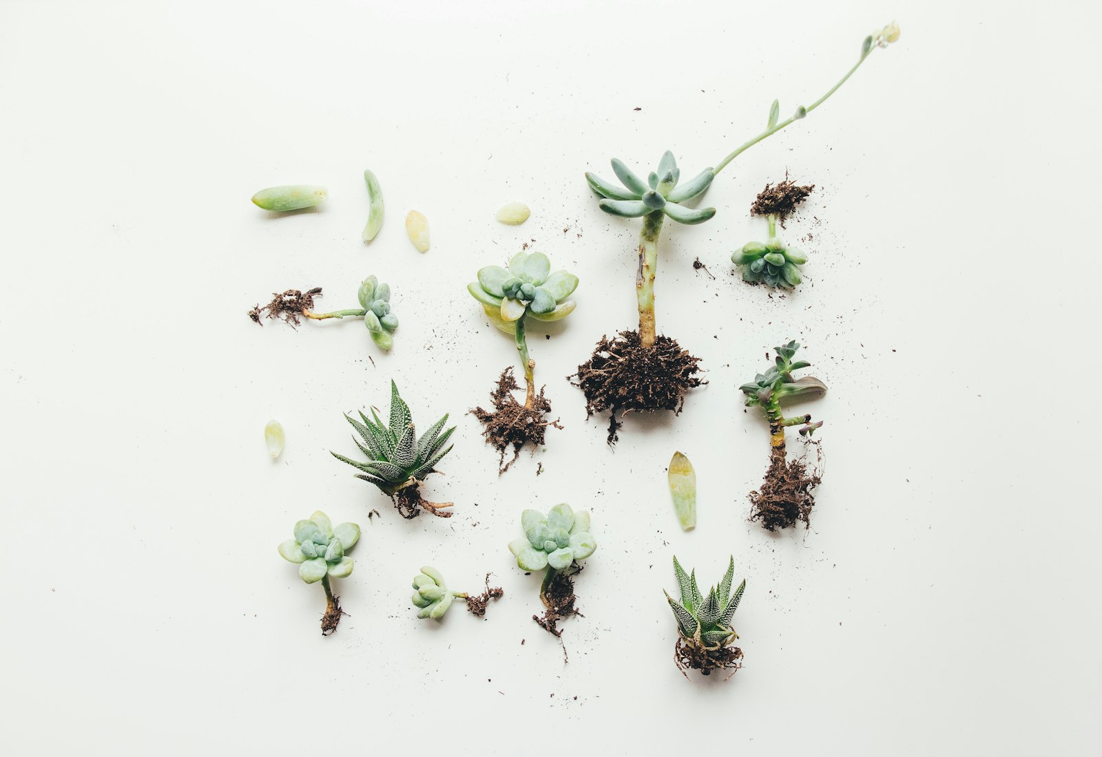 How to Propagate Houseplants: The Beginner’s Complete Guide (2026)