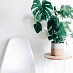 A soil moisture meter probe inserted in a potted houseplant