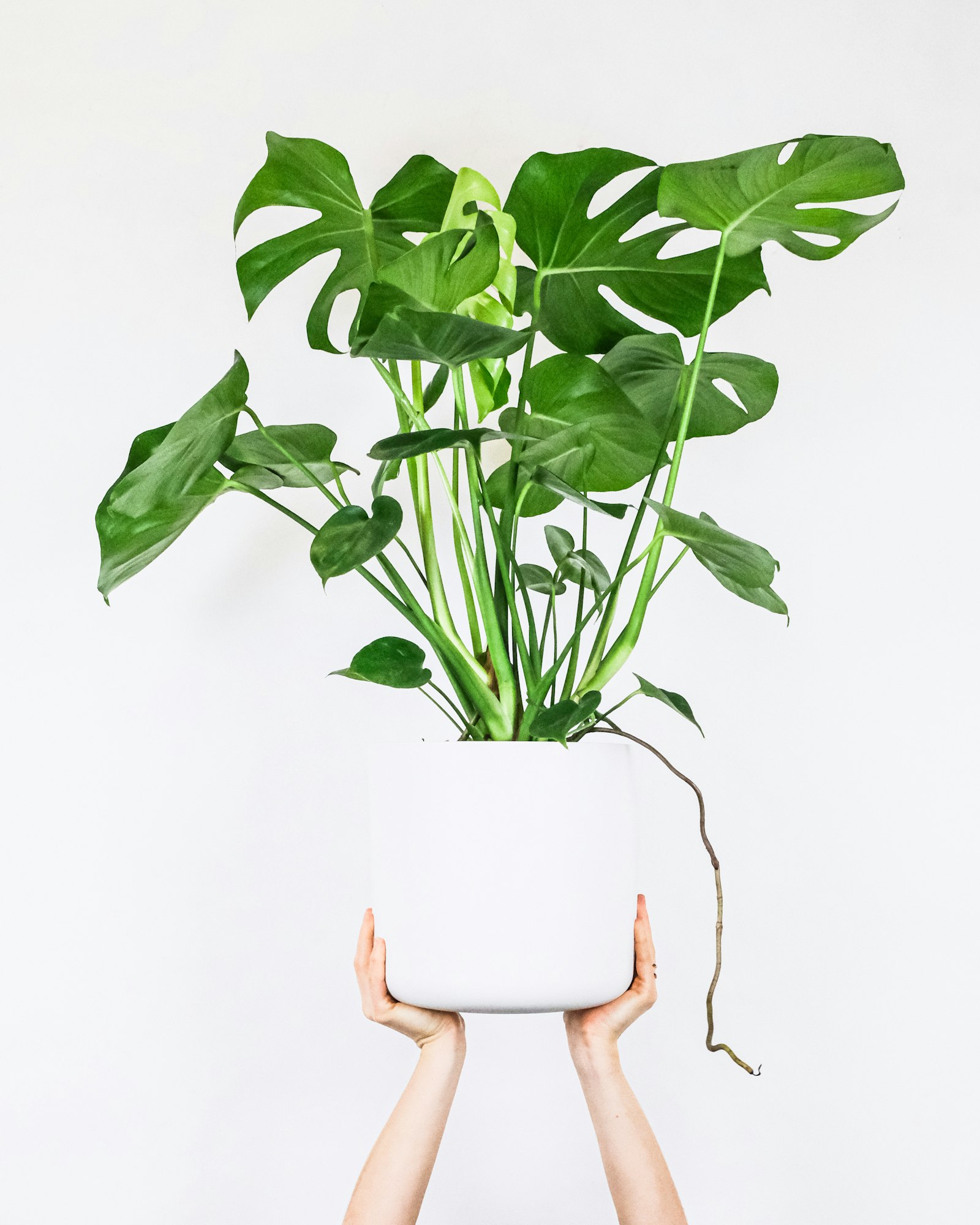 Why Are My Houseplant Leaves Turning Yellow? A Beginner’s Diagnostic Guide (2026)