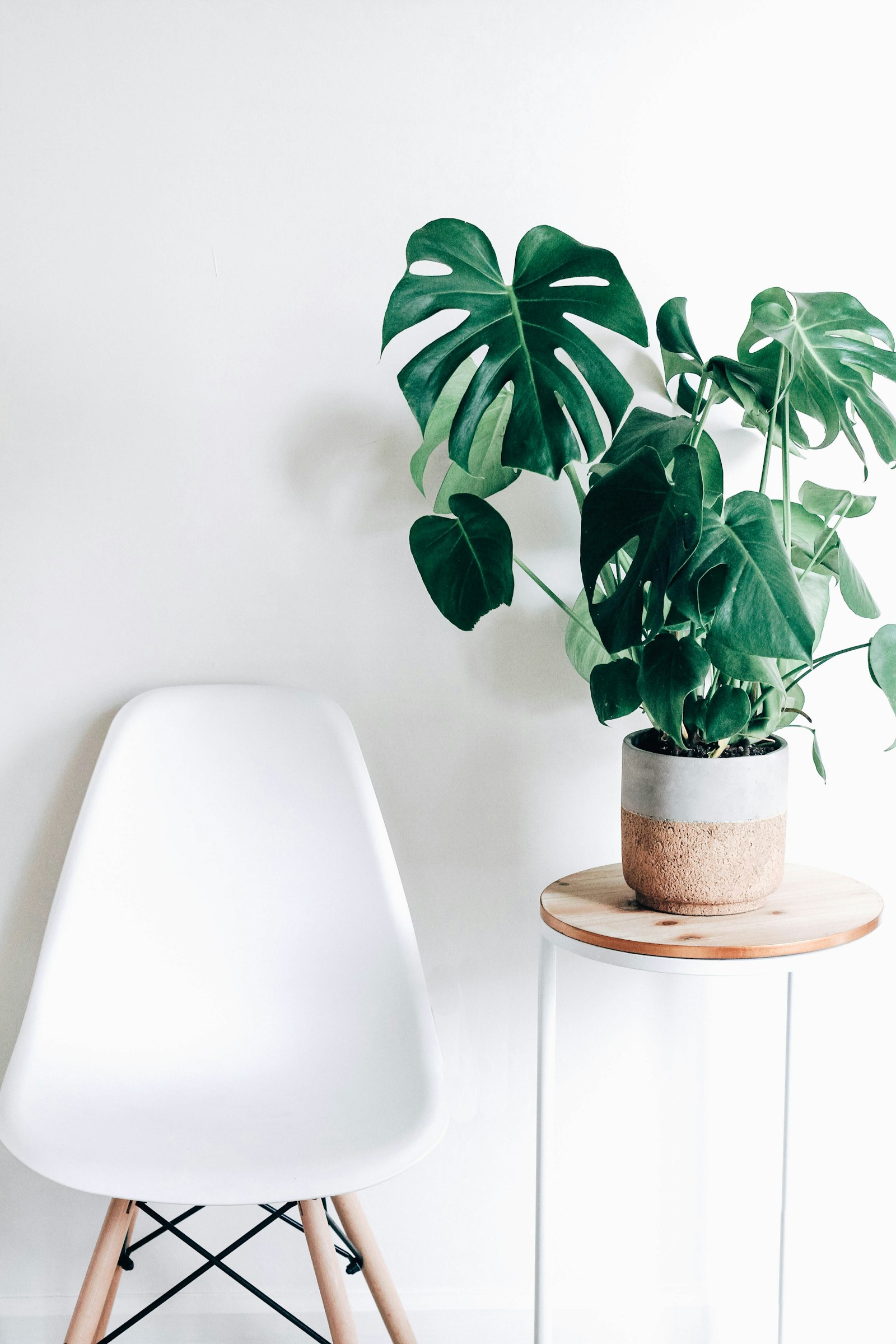 Best Plants for Windowless Rooms: 10 That Actually Survive (2026)